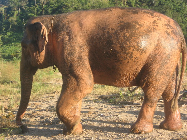 white china elephant