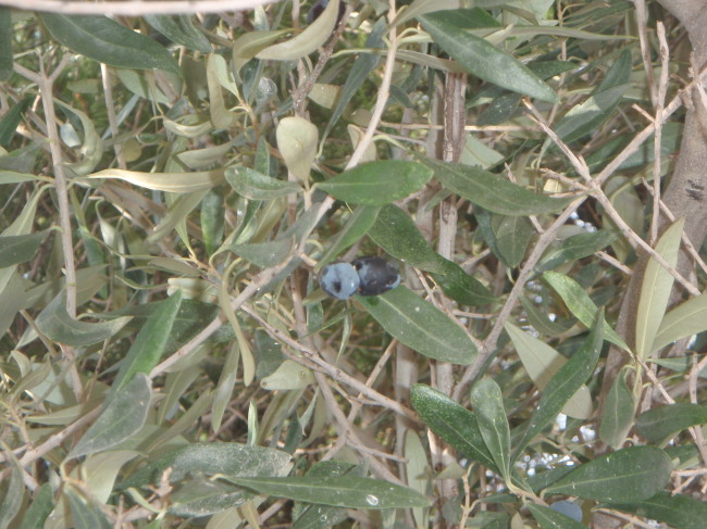 Wild Olive