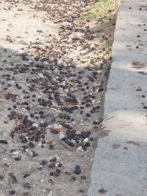 So Many Olives