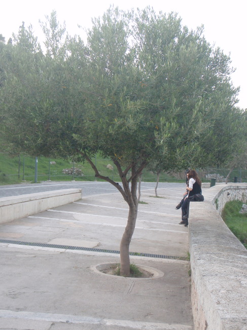 Many Olive Branches