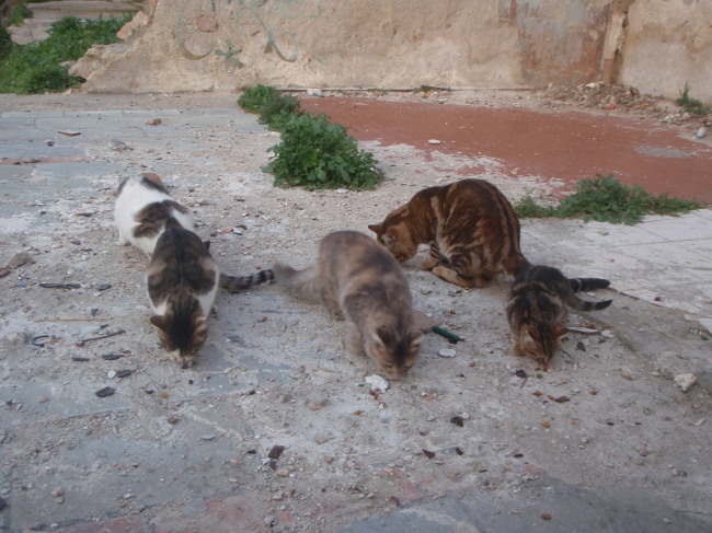 A Gaggle of Strays