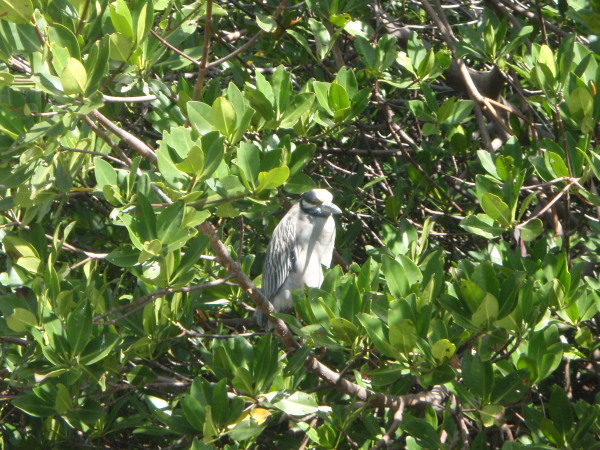 A Bird in the Bush