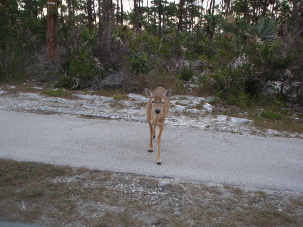 Bambi