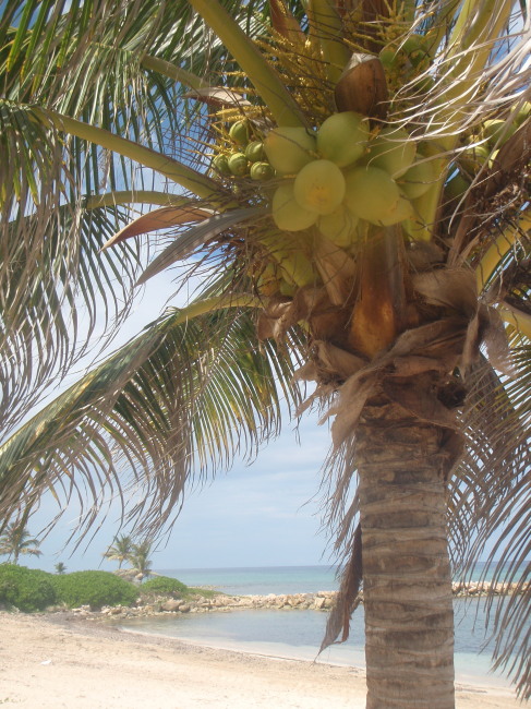 Lovely Bunch of Coconuts