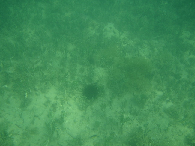 Searching for Urchin