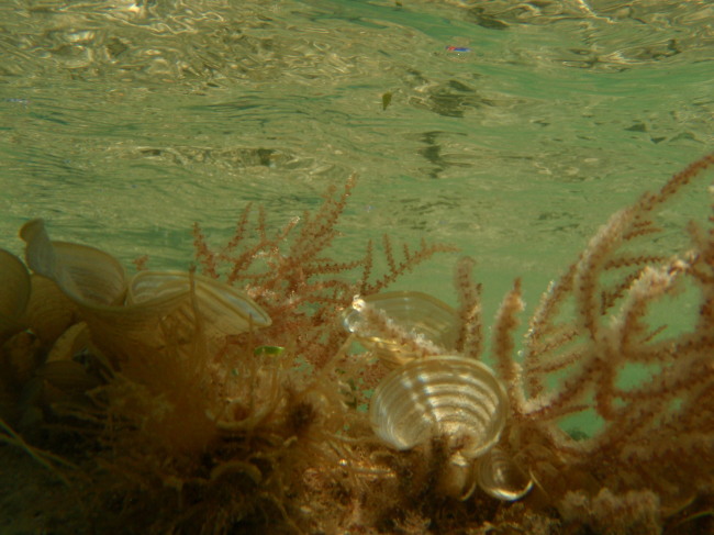 Barnacle Bill