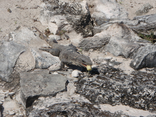 Lizard Breath