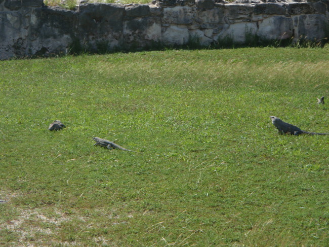 Here, Lizard, Lizard, Lizard