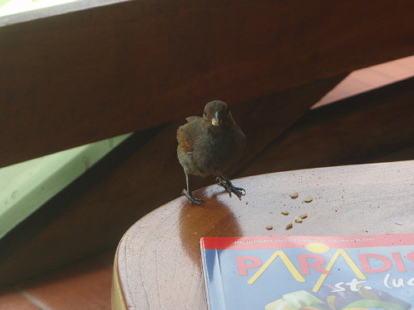 A Little Bird Told Me