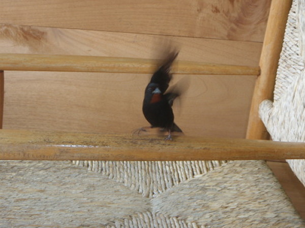 My Little Chickadee