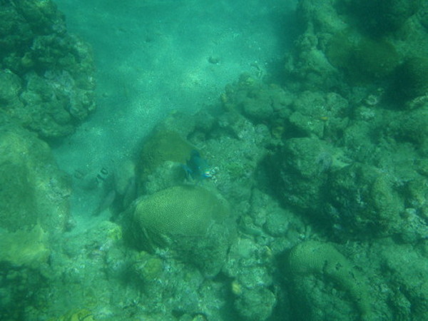 One Fish, Two Fish, Red Fish, Blue Fish