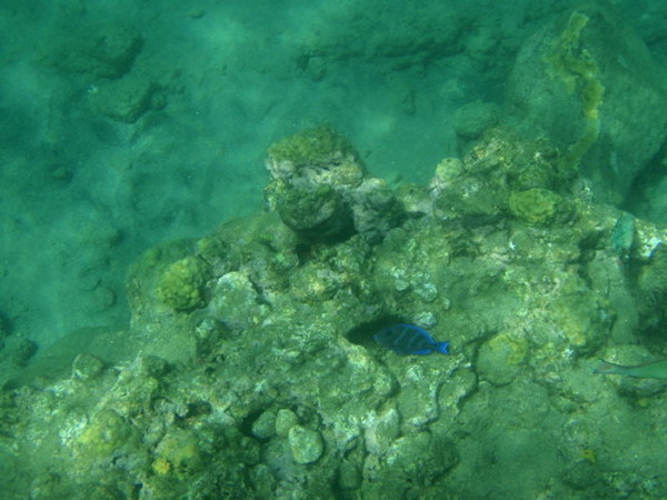 One Fish, Two Fish, Red Fish, Blue Fish Again