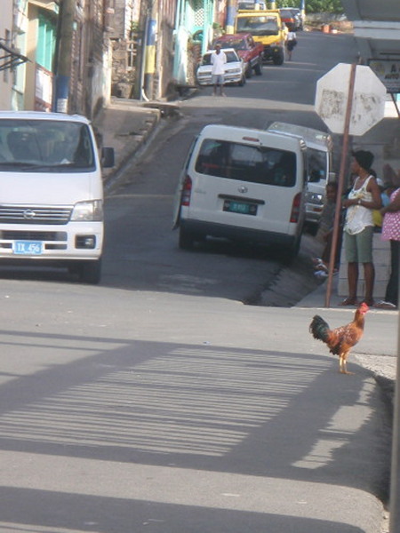 Why Did the Chicken Cross the Road?