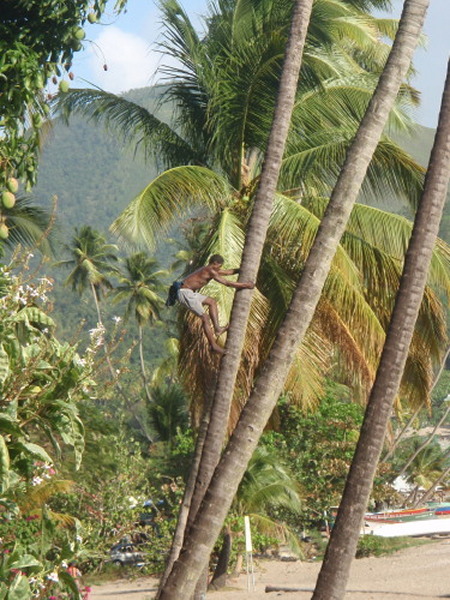 Coconut Loco