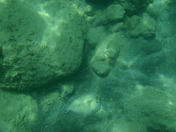 I Dub Thee Flounder