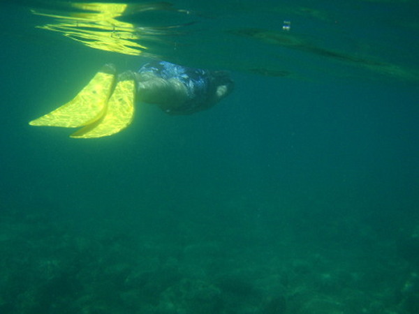 Swims Like a Fish
