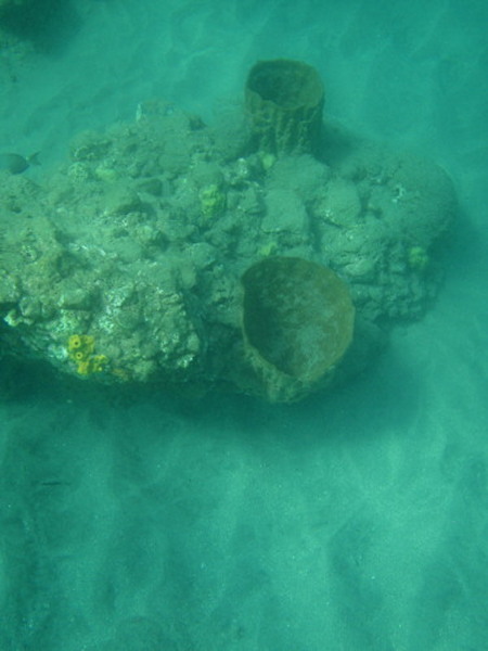 Sponging Up the Ocean