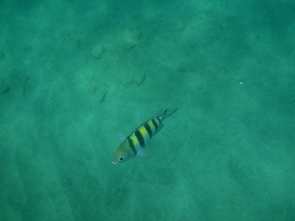 Finding Nemo
