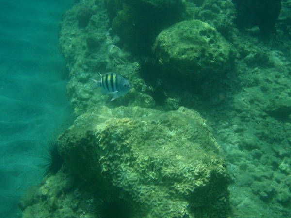 Yellowtail