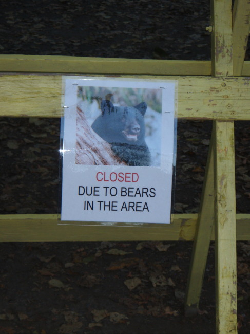 A Big, Bad Bear