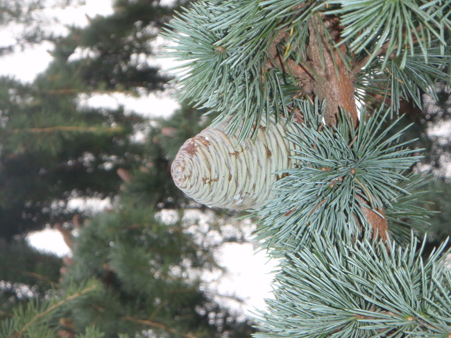 It Looks Like a Pinecone